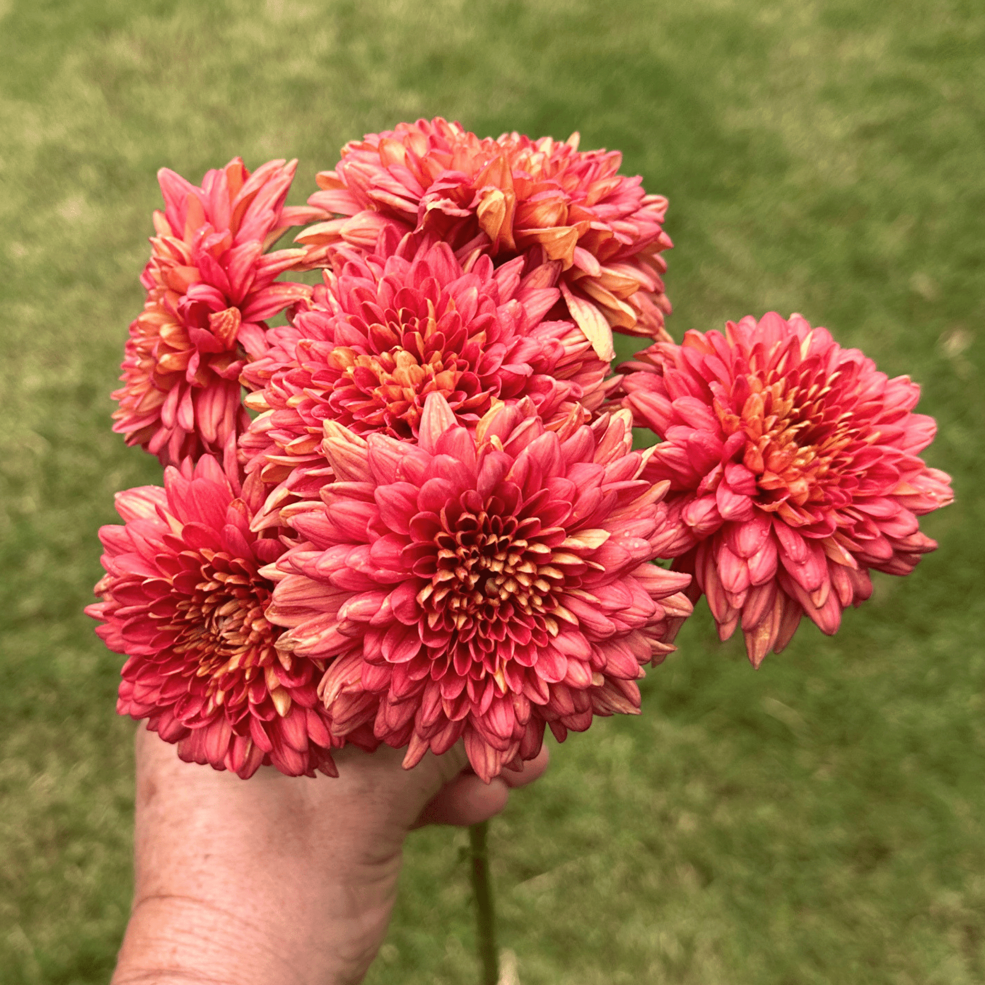 Terra Rose Heirloom Chrysanthemum | South Africa - Love Dahlias - south - africa - flower - bulbs