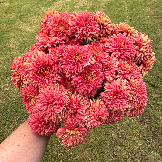 Terra Rose Heirloom Chrysanthemum | South Africa - Love Dahlias - south - africa - flower - bulbs