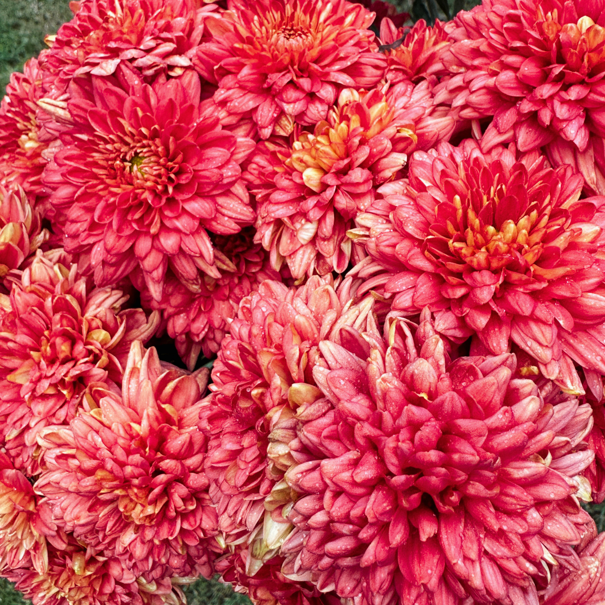 Terra Rose Heirloom Chrysanthemum | South Africa - Love Dahlias - south - africa - flower - bulbs