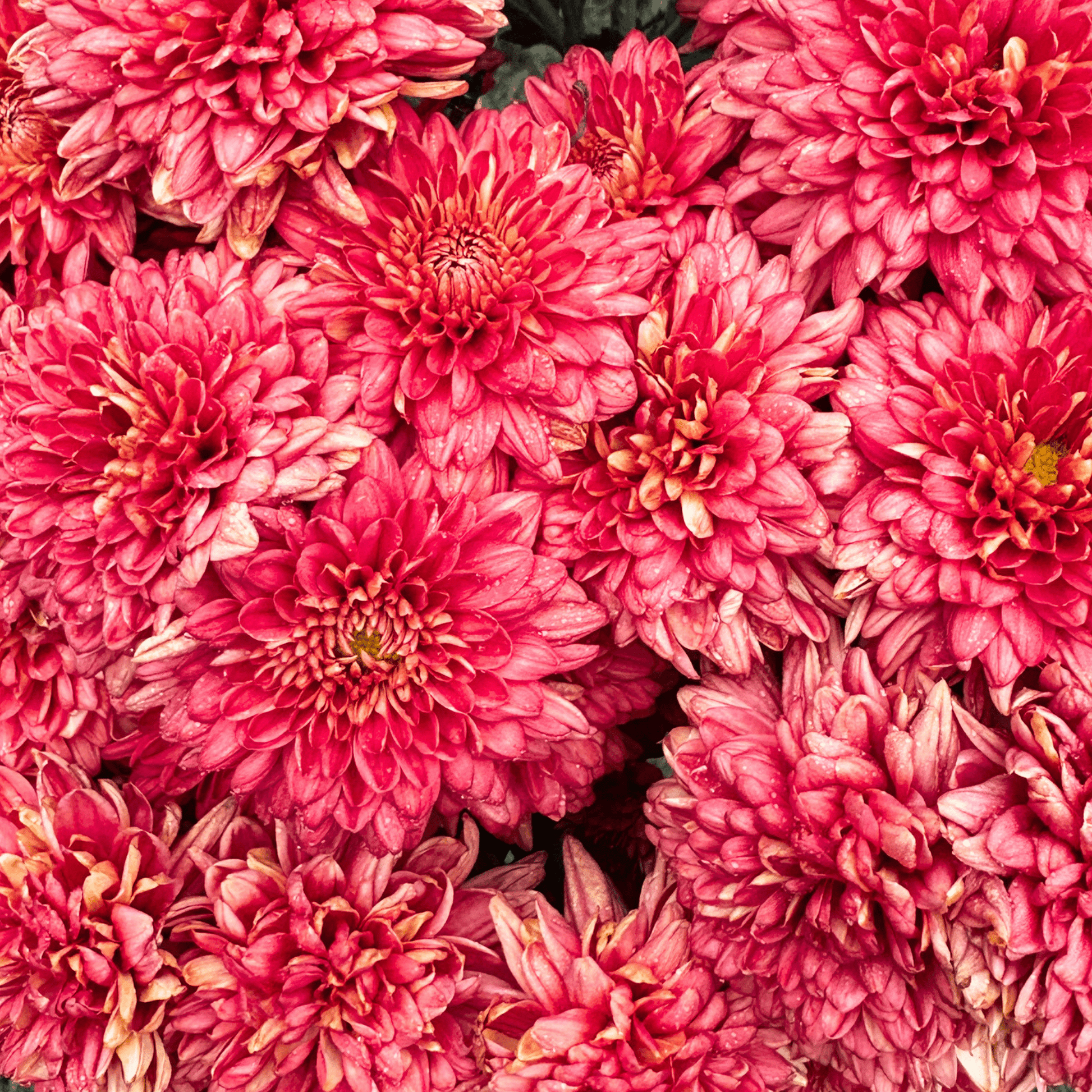 Terra Rose Heirloom Chrysanthemum | South Africa - Love Dahlias - south - africa - flower - bulbs