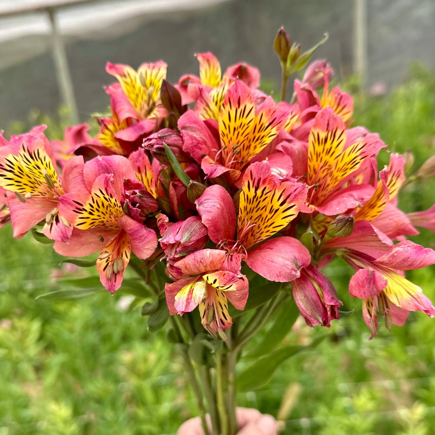 terracotta Alstroemeria Plant (Inca Lily) - Love Dahlias - south - africa - flower - bulbs