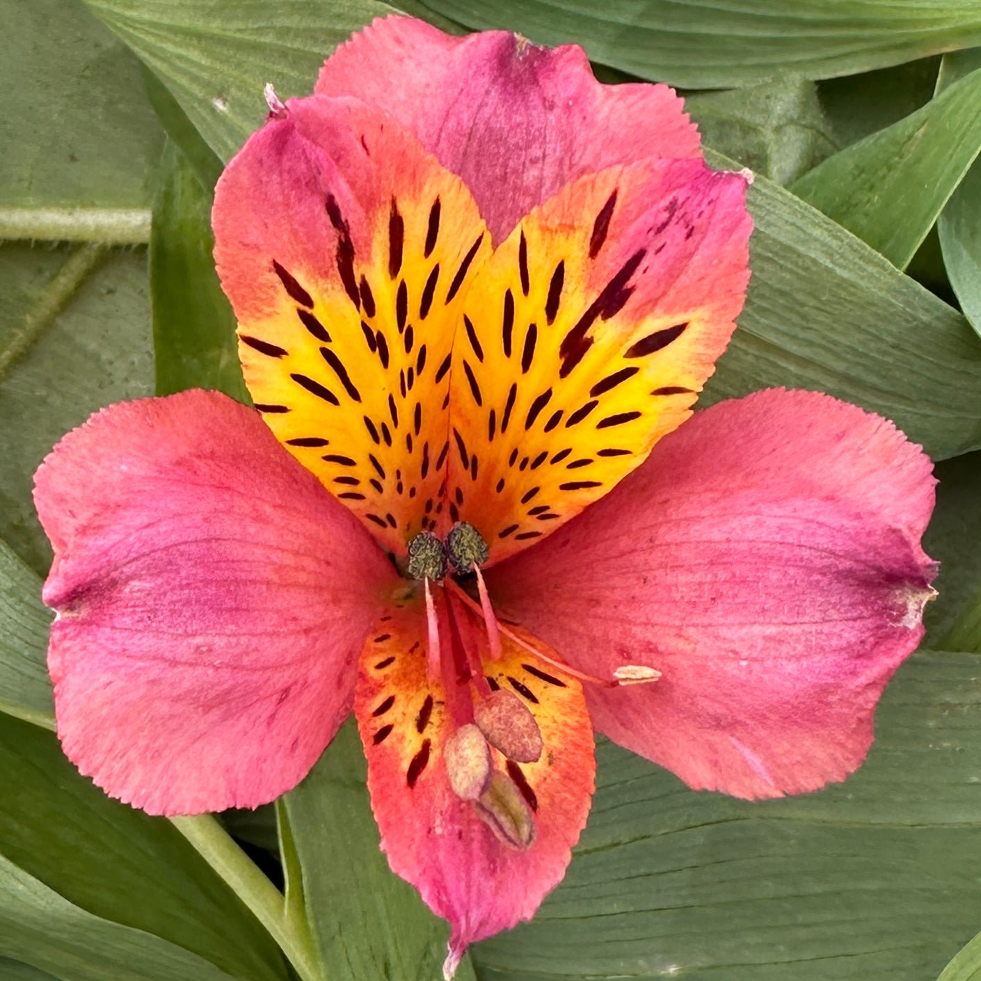 Terracotta Alstroemeria Plant (Inca Lily) - Love Dahlias - south - africa - flower - bulbs