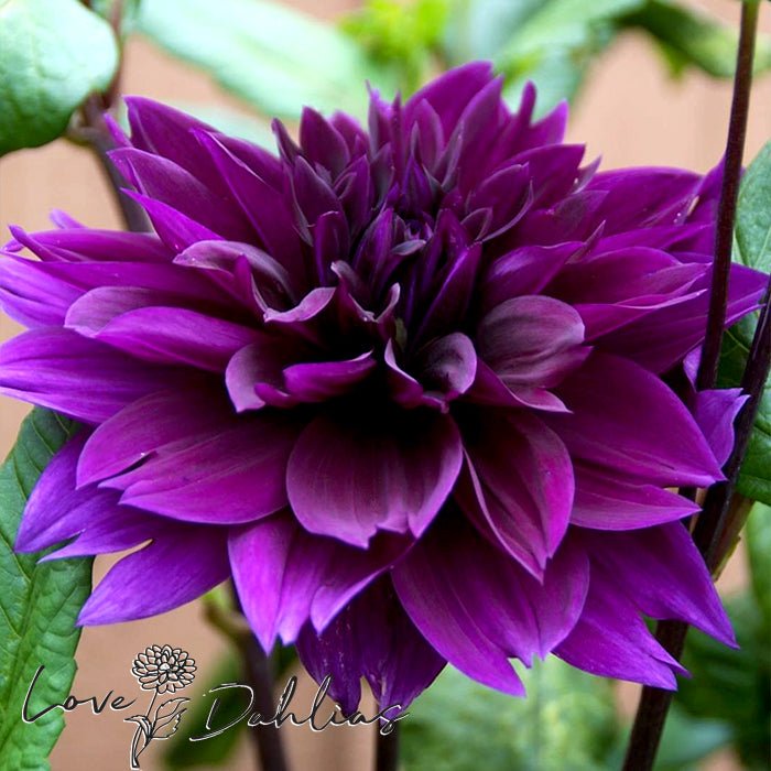 Thomas Edison Dahlia Tuber - Love Dahlias - south - africa - flower - bulbs