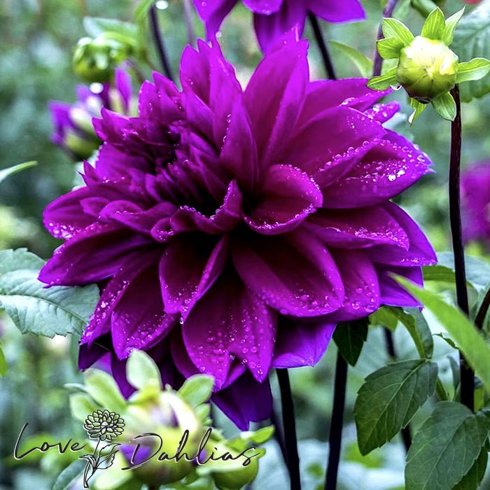 Thomas Edison Dahlia Tuber - Love Dahlias - south - africa - flower - bulbs