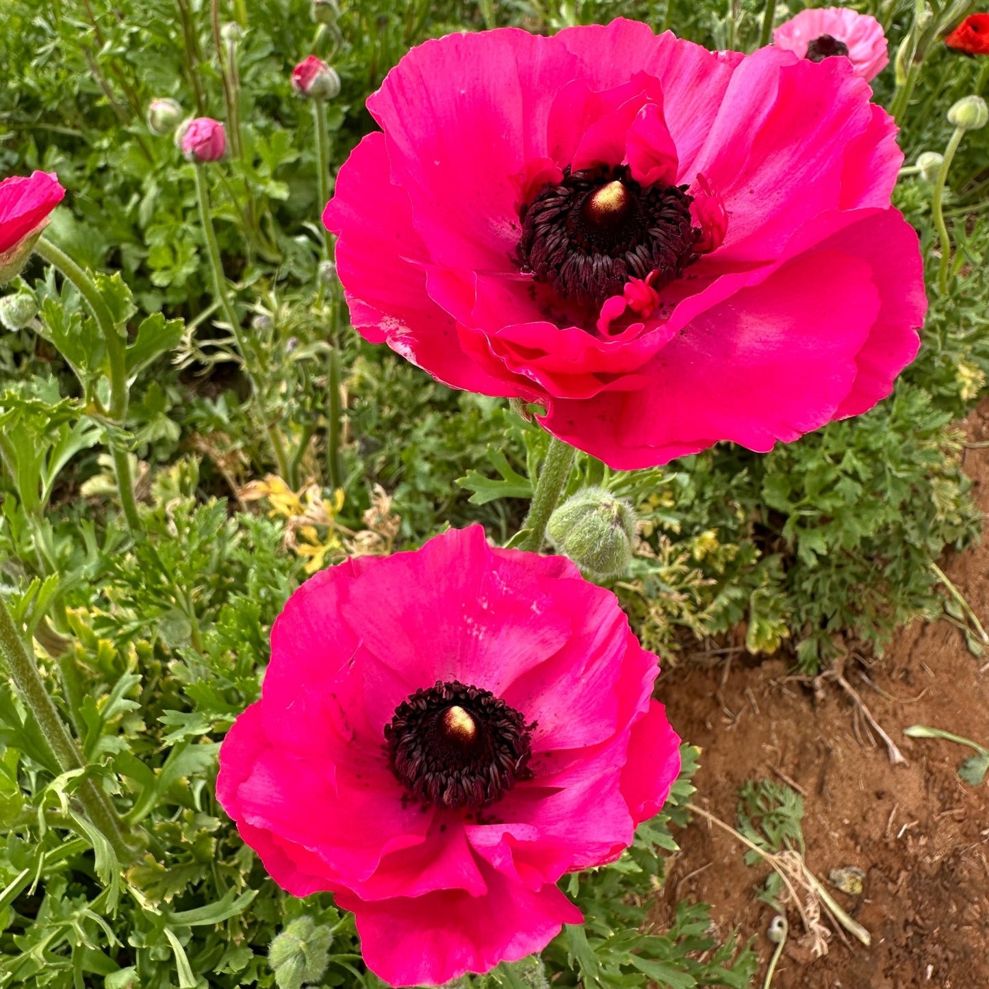 Tickled Pink Ruffles Ranunculus Corms (Pack of 20) - Love Dahlias - south - africa - flower - bulbs