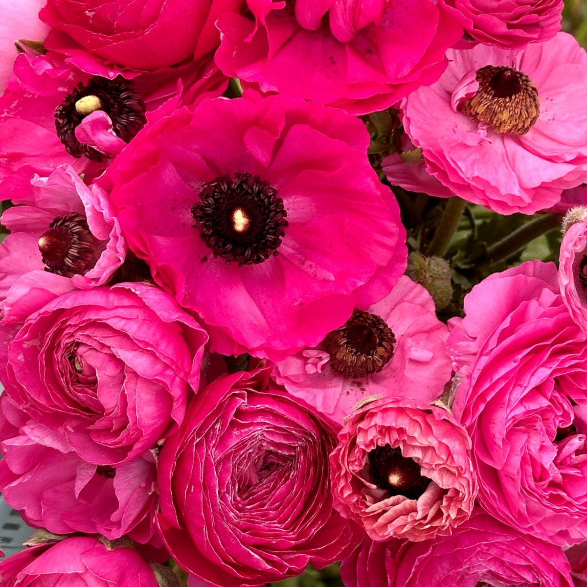 Pink Ruffled Flowers Tickled Pink Ruffles Ranunculus Corms (Pack of 20) – Love Dahlias