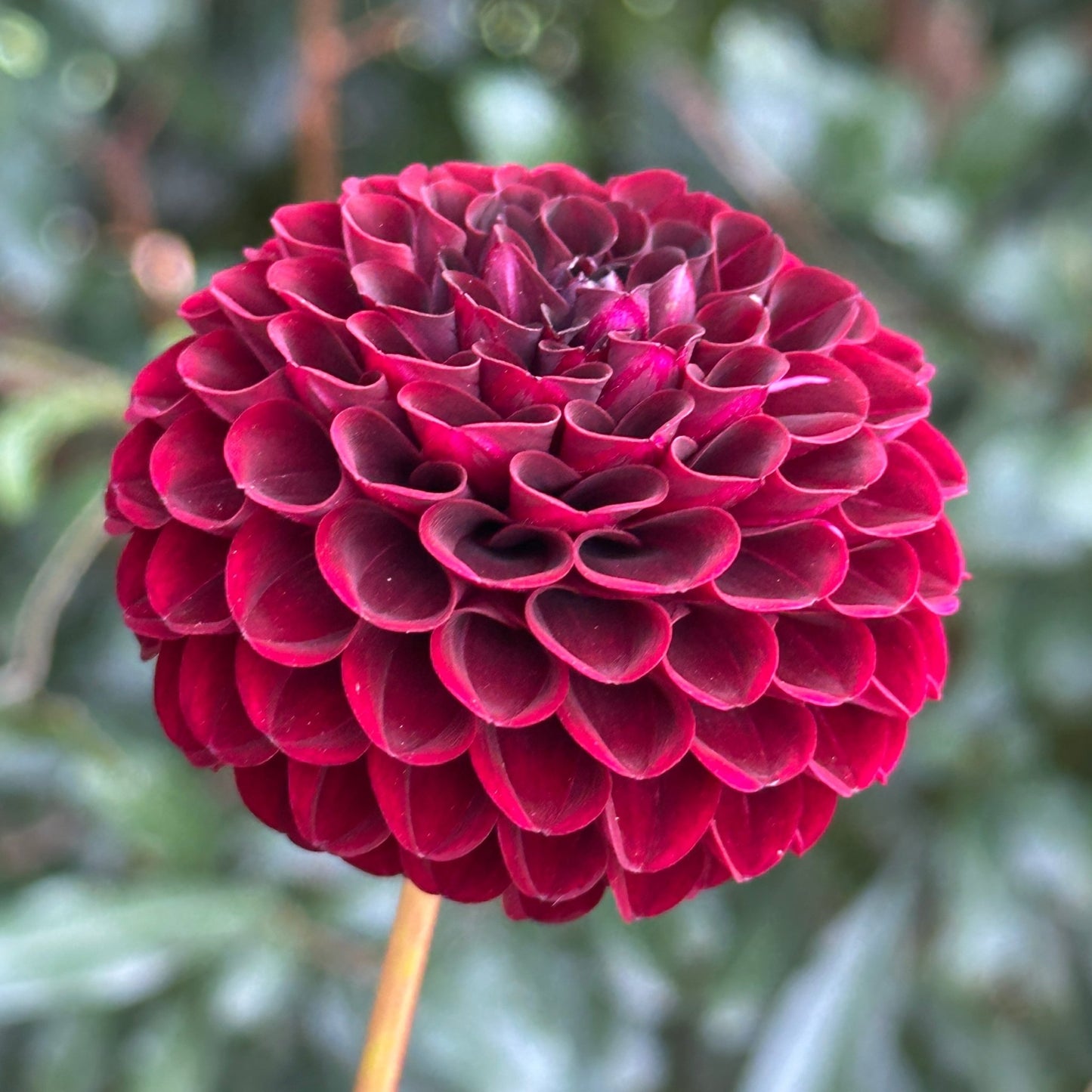 Tisa Dahlia Tuber - Love Dahlias - south - africa - flower - bulbs