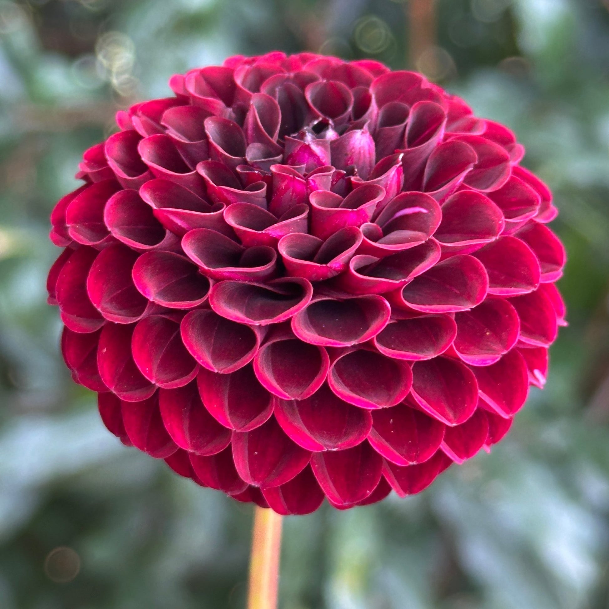 Tisa Dahlia Tuber - Love Dahlias - south - africa - flower - bulbs