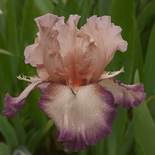 Toile de Jouy Bearded Iris (Coming in 2028) - Love Dahlias - south - africa - flower - bulbs