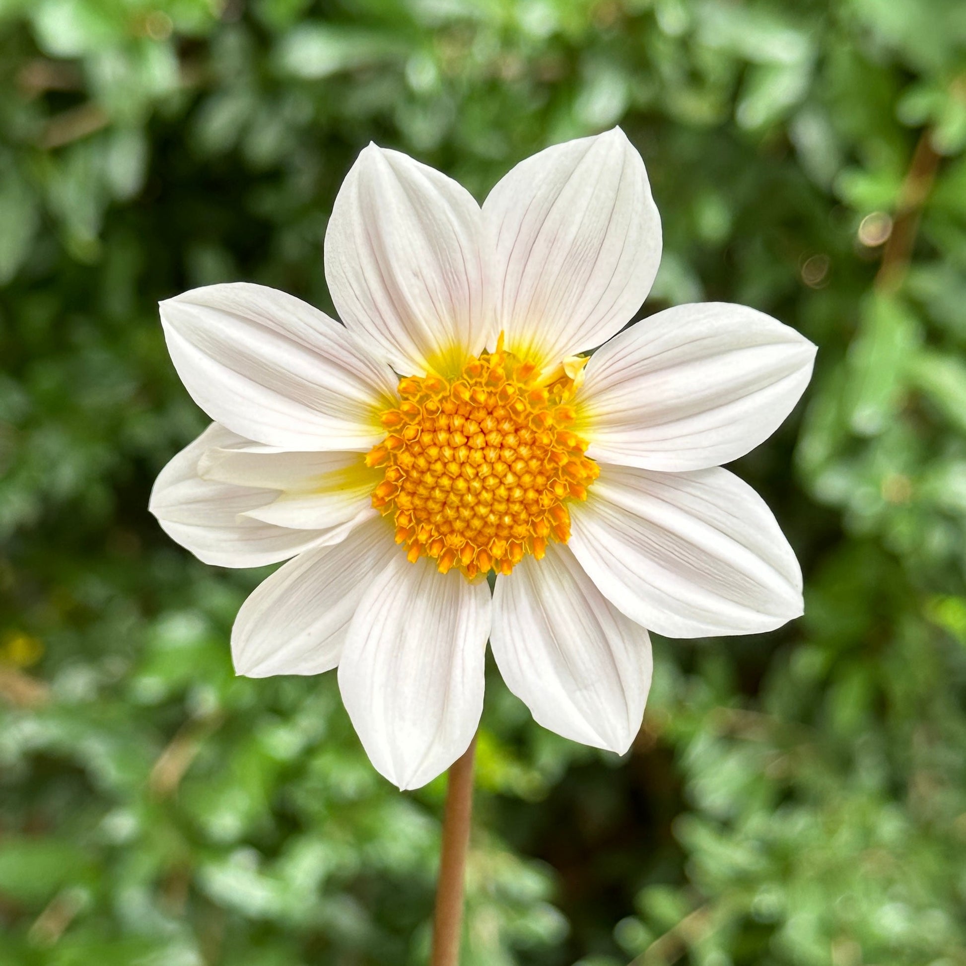 Topmix White Dahlia Tuber - Love Dahlias - south - africa - flower - bulbs