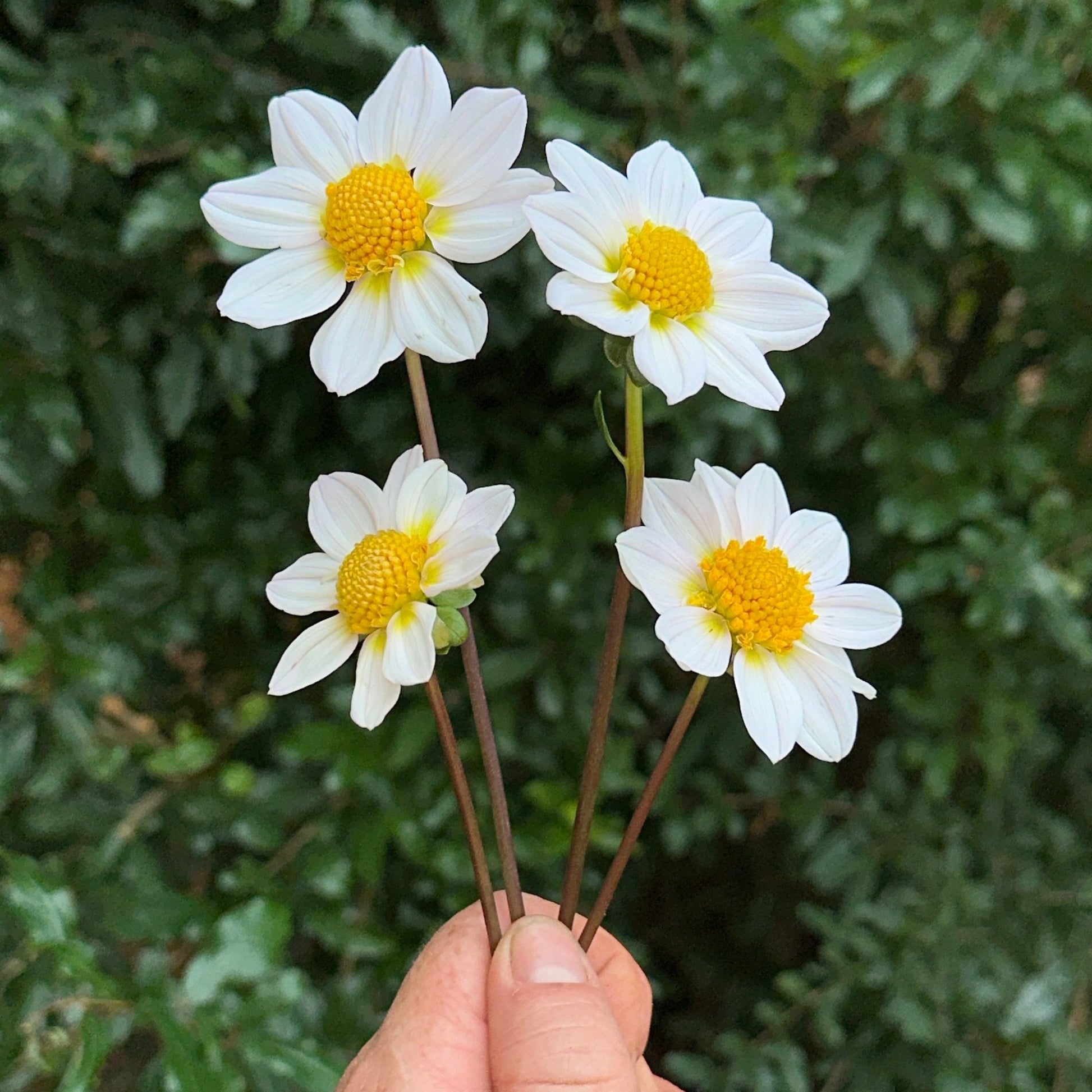 Topmix White Dahlia Tuber - Love Dahlias - south - africa - flower - bulbs
