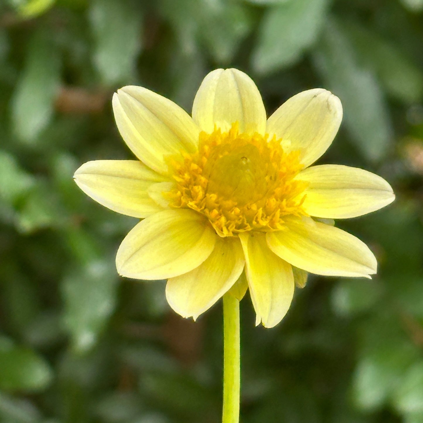Topmix Yellow Dahlia Tuber - Love Dahlias - south - africa - flower - bulbs