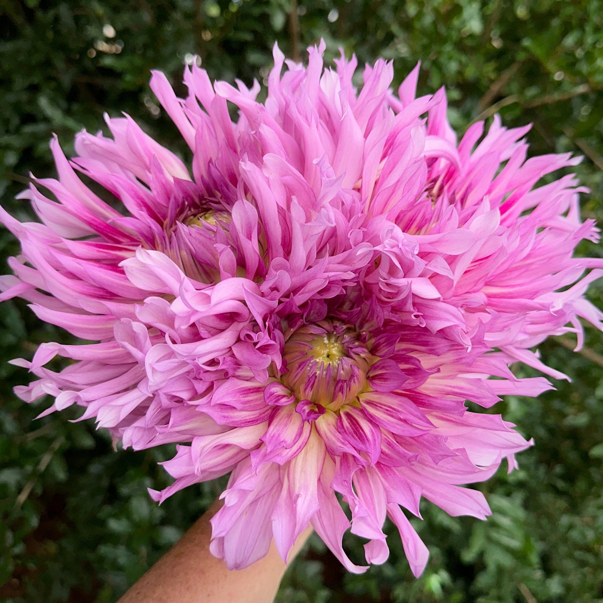 Torsade Dahlia Tuber - Love Dahlias - south - africa - flower - bulbs