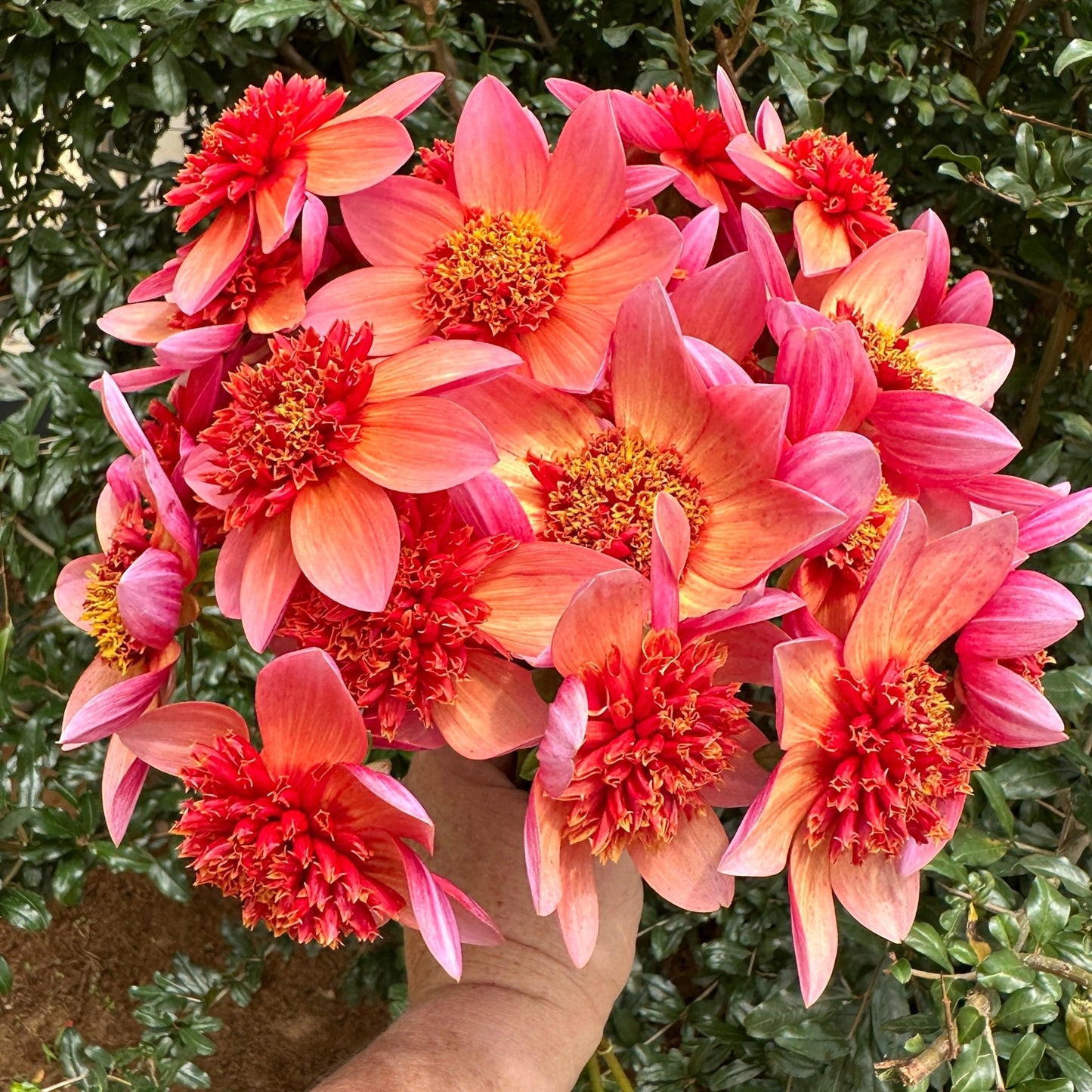 Totally Tangerine Dahlia Tuber - Love Dahlias - south - africa - flower - bulbs