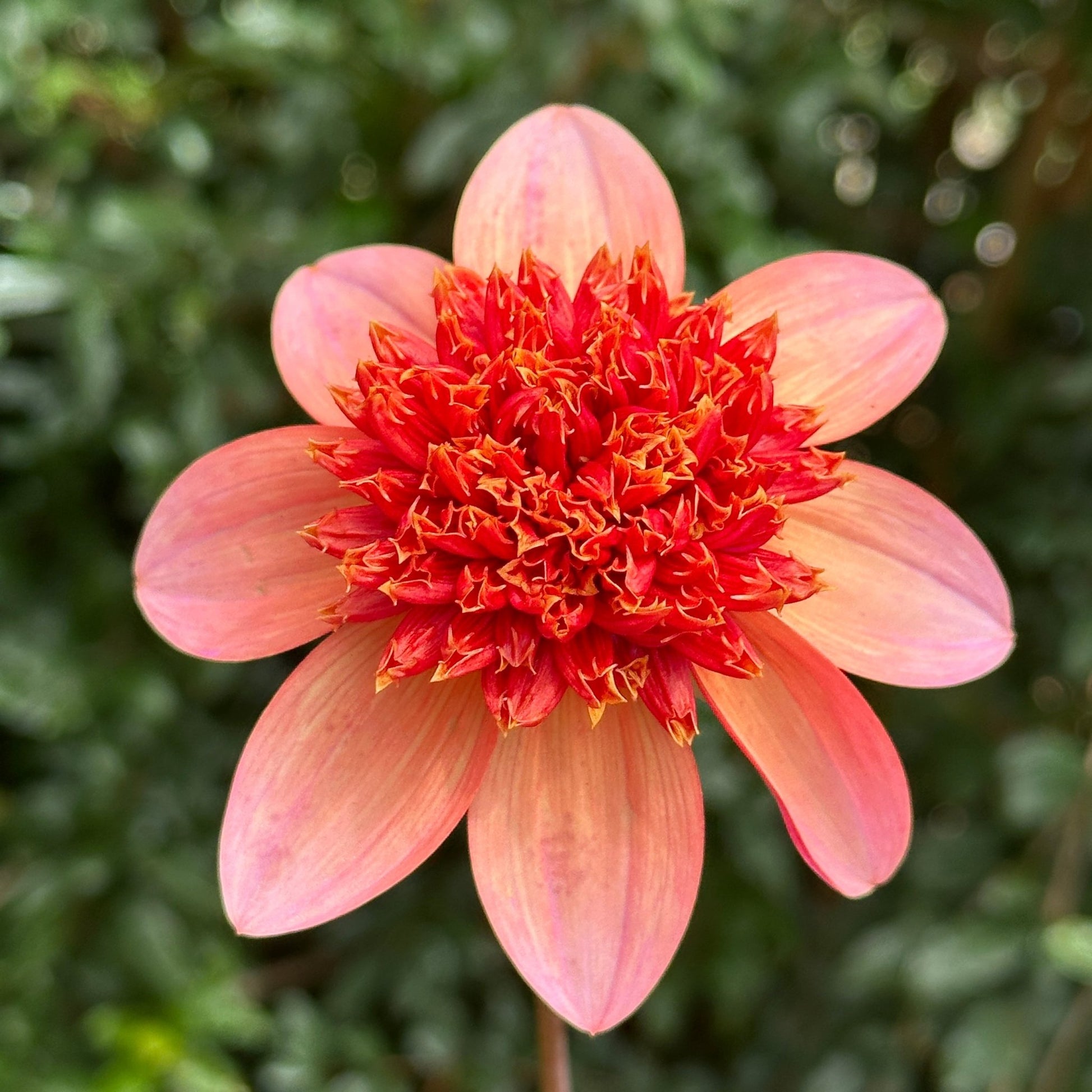 Totally Tangerine Dahlia Tuber - Love Dahlias - south - africa - flower - bulbs