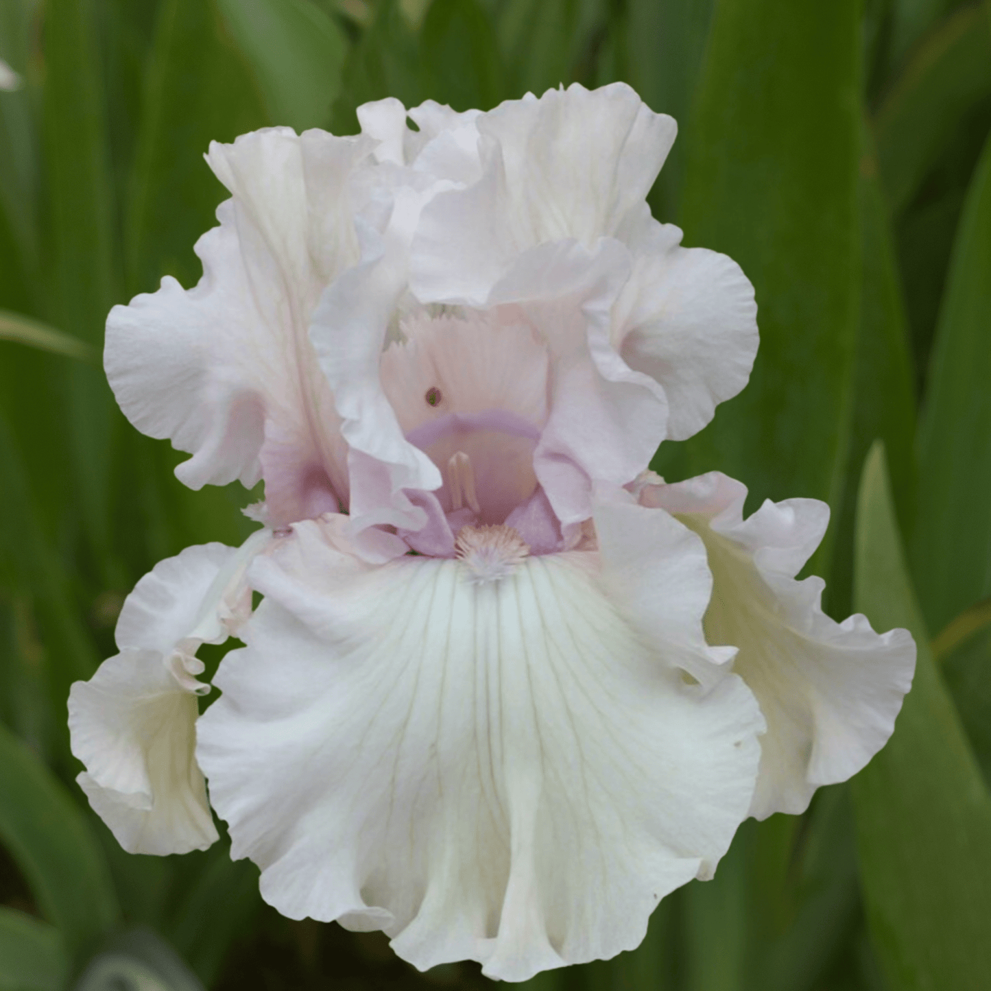Treasured Bearded Iris (Coming in 2028) - Love Dahlias - south - africa - flower - bulbs