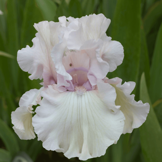 Treasured Bearded Iris (Coming in 2028) - Love Dahlias - south - africa - flower - bulbs