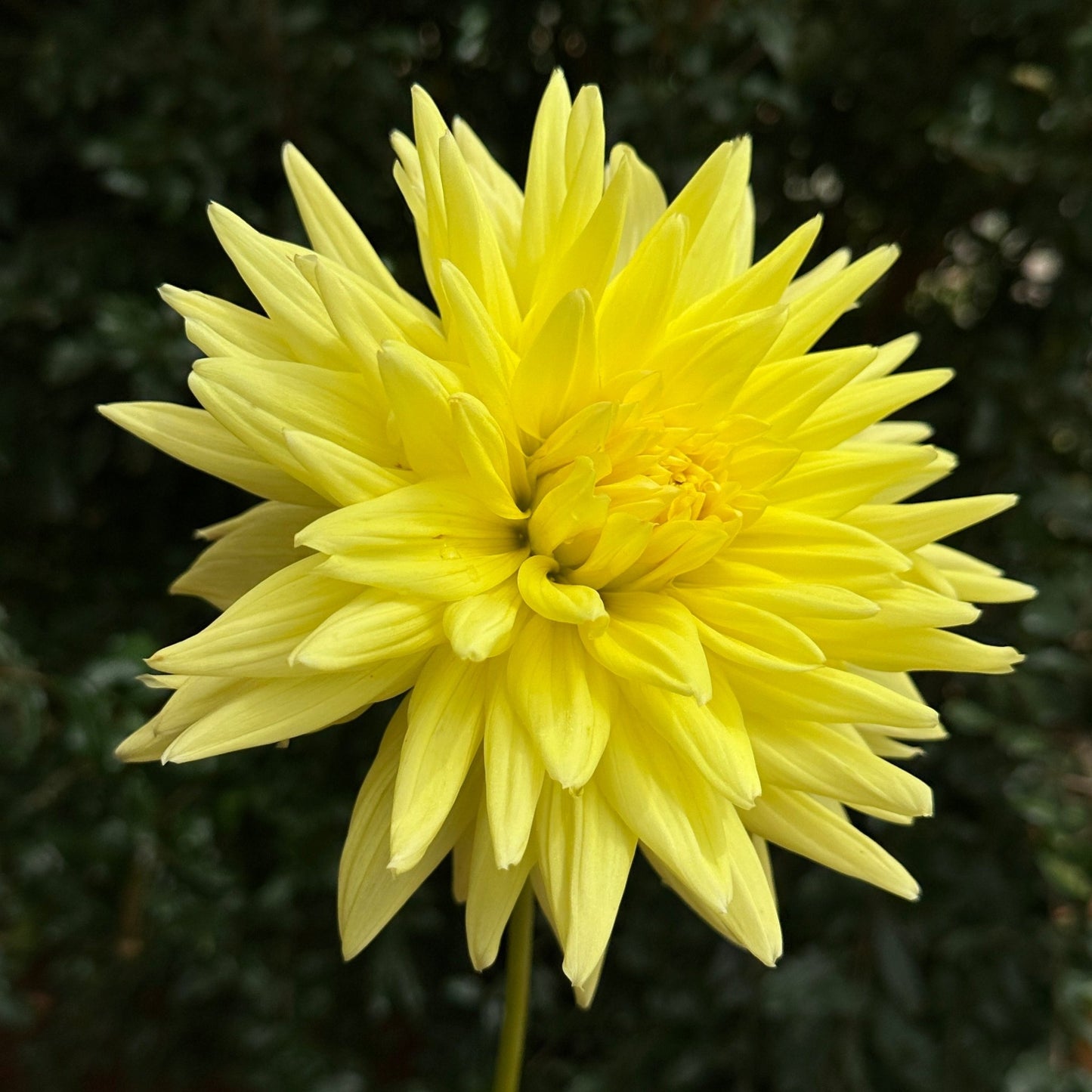 Trooper Dan Dahlia Tuber - Love Dahlias - south - africa - flower - bulbs