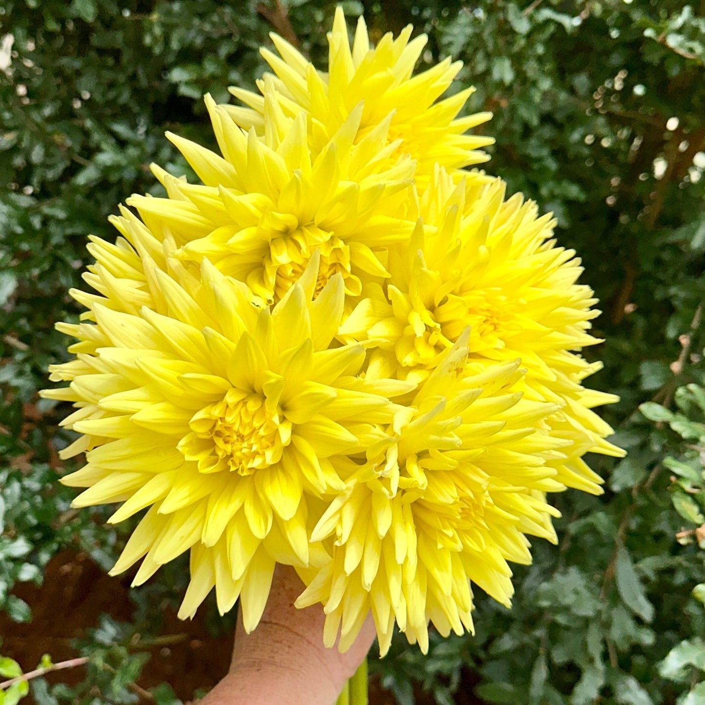 Trooper Dan Dahlia Tuber - Love Dahlias - south - africa - flower - bulbs