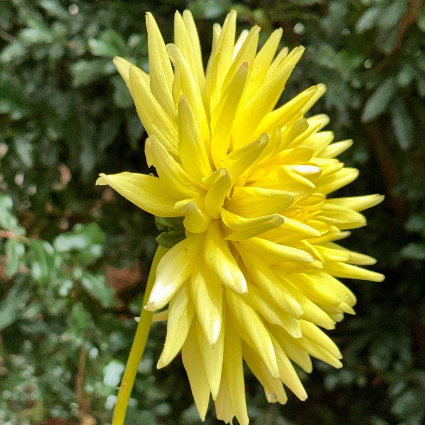 Trooper Dan Dahlia Tuber - Love Dahlias - south - africa - flower - bulbs