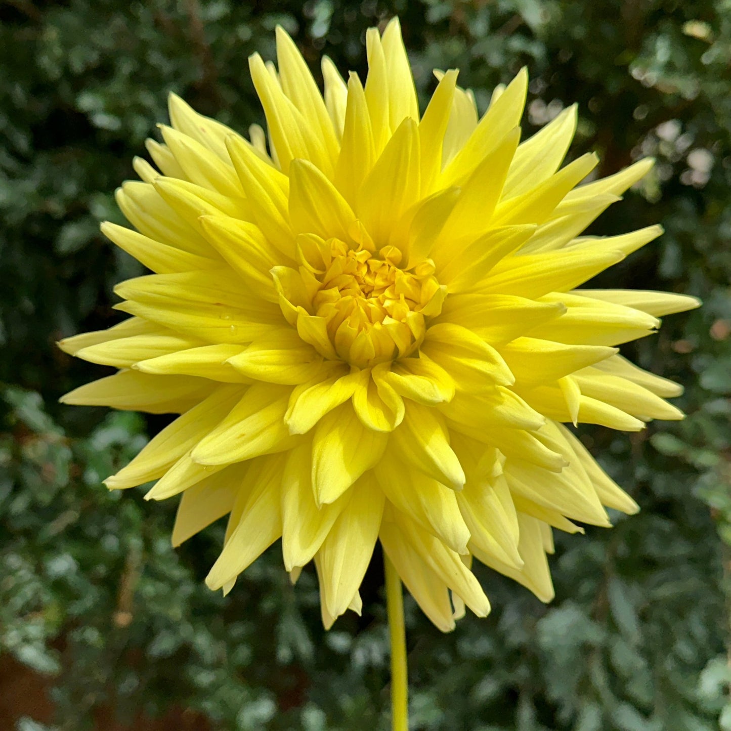 Trooper Dan Dahlia Tuber - Love Dahlias - south - africa - flower - bulbs