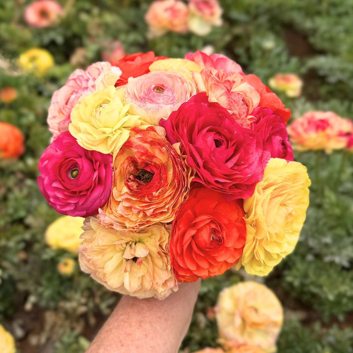 Tropical Punch Garden Ranunculus Mix (Pack of 20) - Love Dahlias-south-africa-flower-bulbs