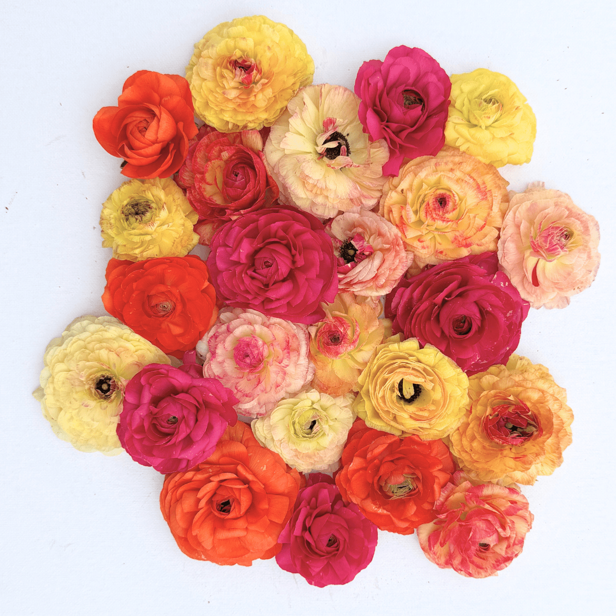 Tropical Punch Garden Ranunculus Mix (Pack of 20) - Love Dahlias-south-africa-flower-bulbs