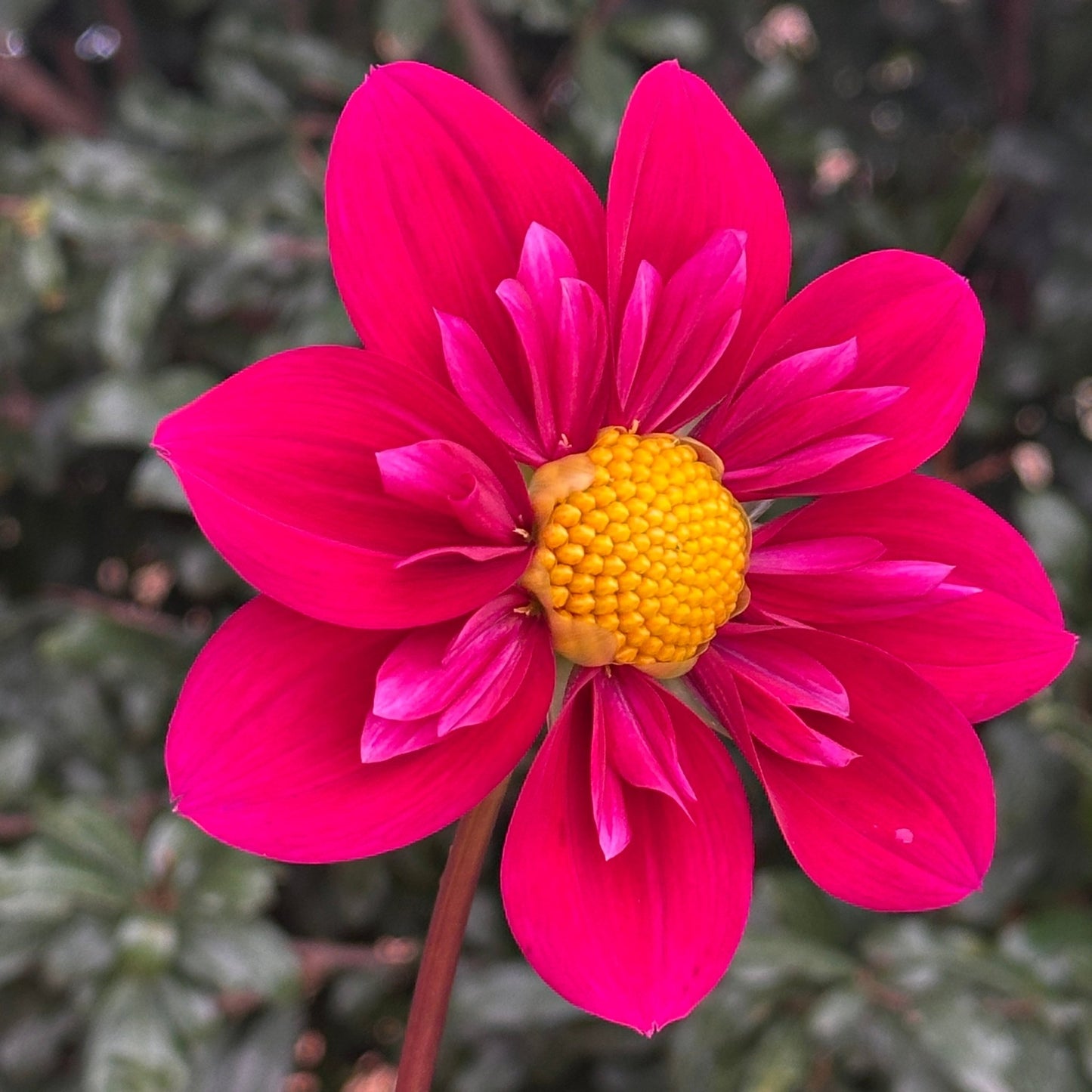 Tulchan Janet Dahlia Tuber - Love Dahlias - south - africa - flower - bulbs