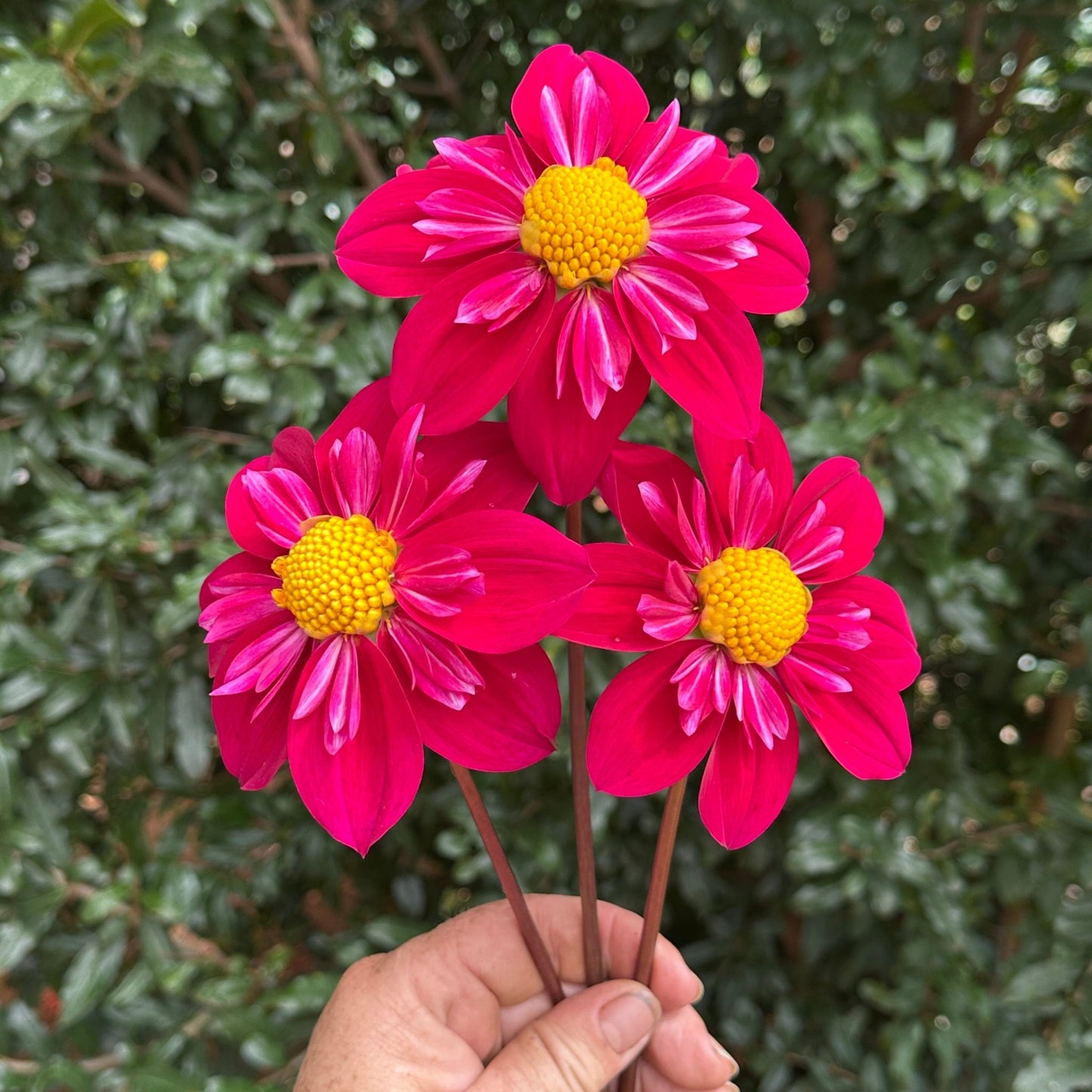 Tulchan Janet Dahlia Tuber - Love Dahlias - south - africa - flower - bulbs