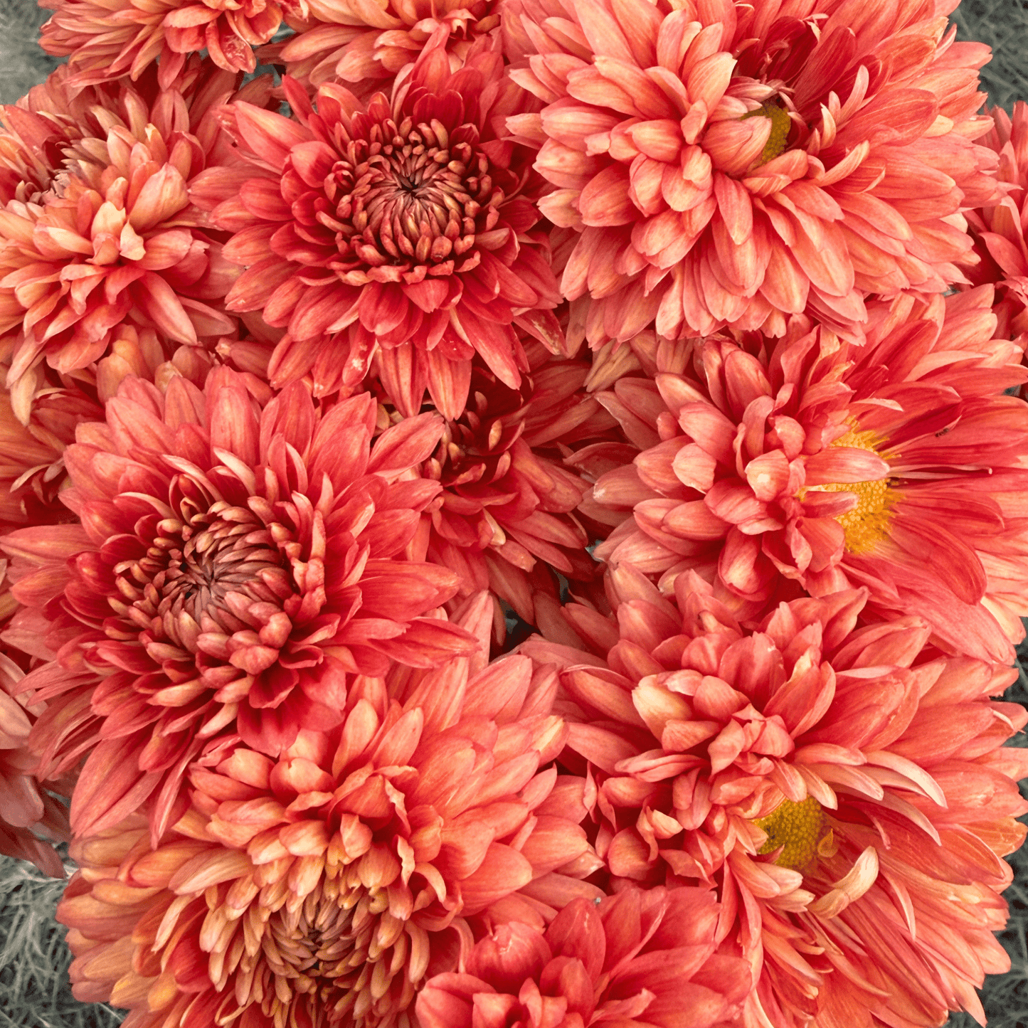 Tusca Heirloom Chrysanthemum | South Africa (Copy) - Love Dahlias - south - africa - flower - bulbs