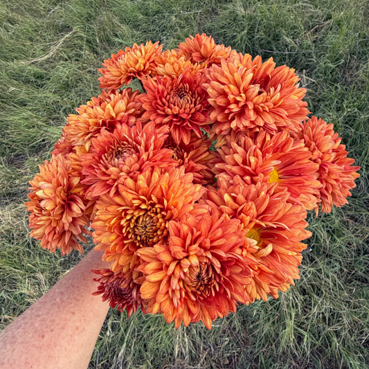 Tusca Heirloom Chrysanthemum | South Africa (Copy) - Love Dahlias - south - africa - flower - bulbs