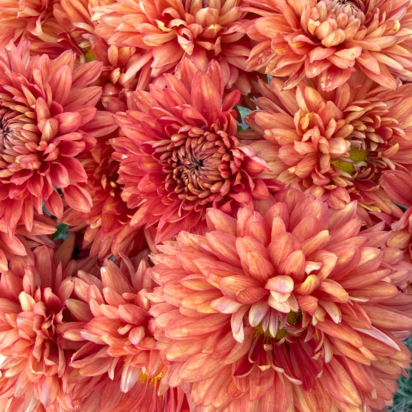 Tusca Heirloom Chrysanthemum | South Africa (Copy) - Love Dahlias - south - africa - flower - bulbs