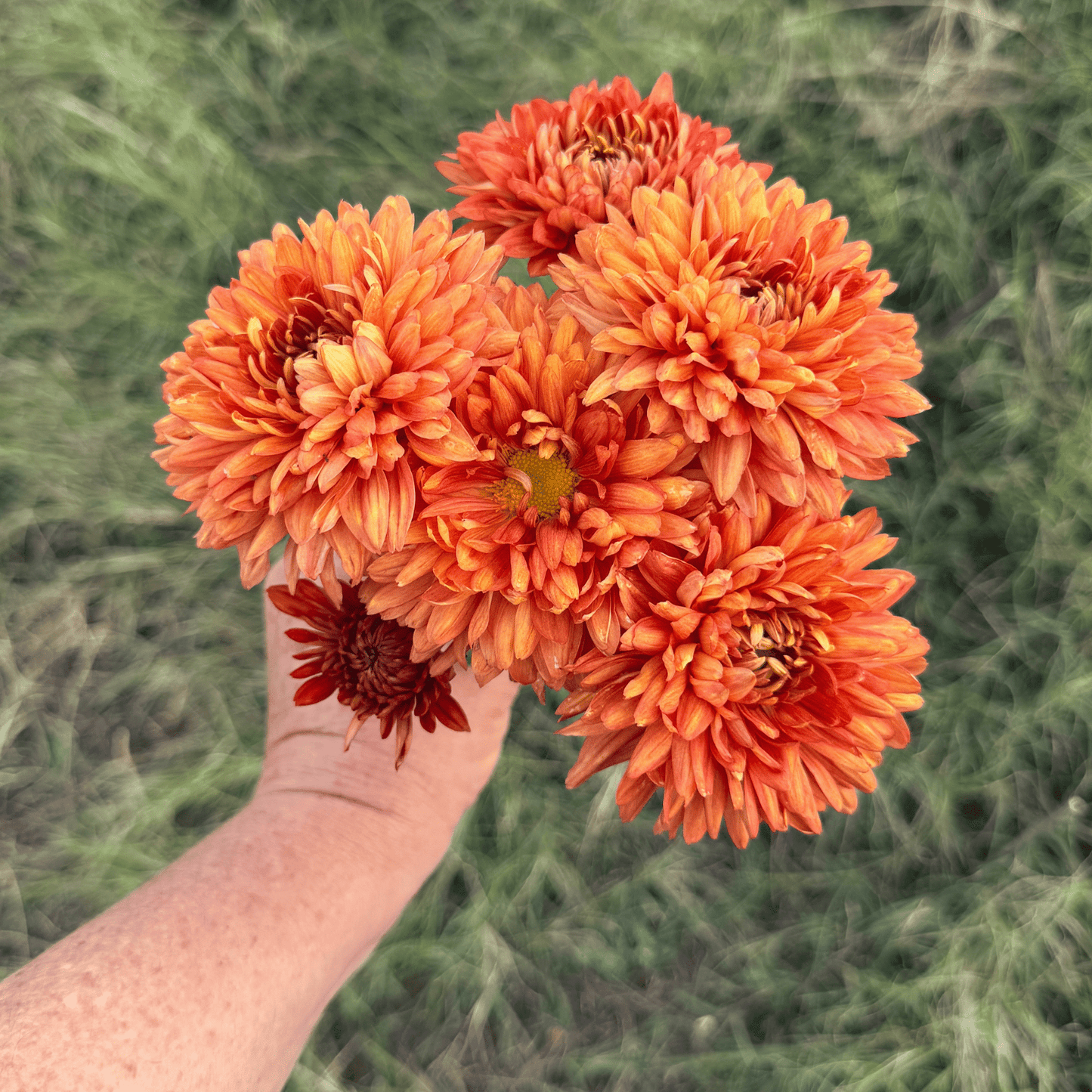 Tusca Heirloom Chrysanthemum | South Africa (Copy) - Love Dahlias - south - africa - flower - bulbs