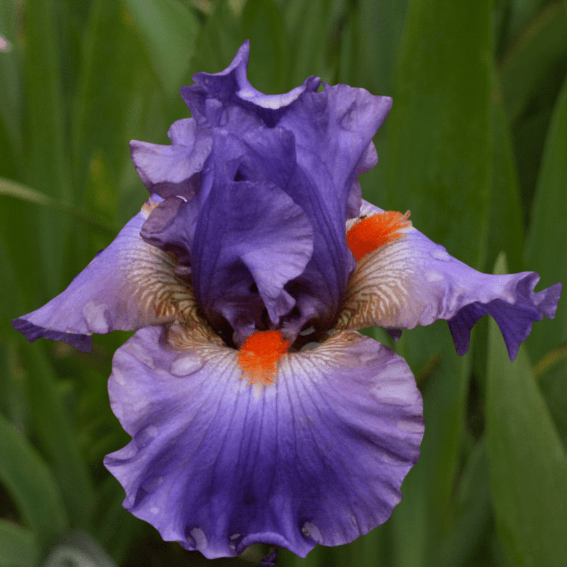 Twilight Blaze Bearded Iris (Coming in 2028) - Love Dahlias - south - africa - flower - bulbs