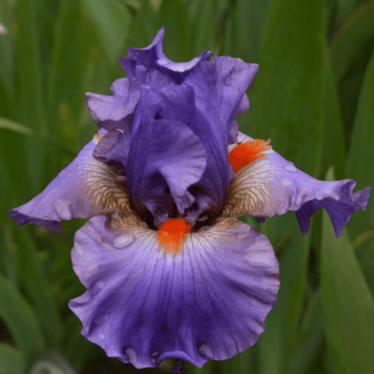 Twilight Blaze Bearded Iris (Coming in 2028) - Love Dahlias - south - africa - flower - bulbs