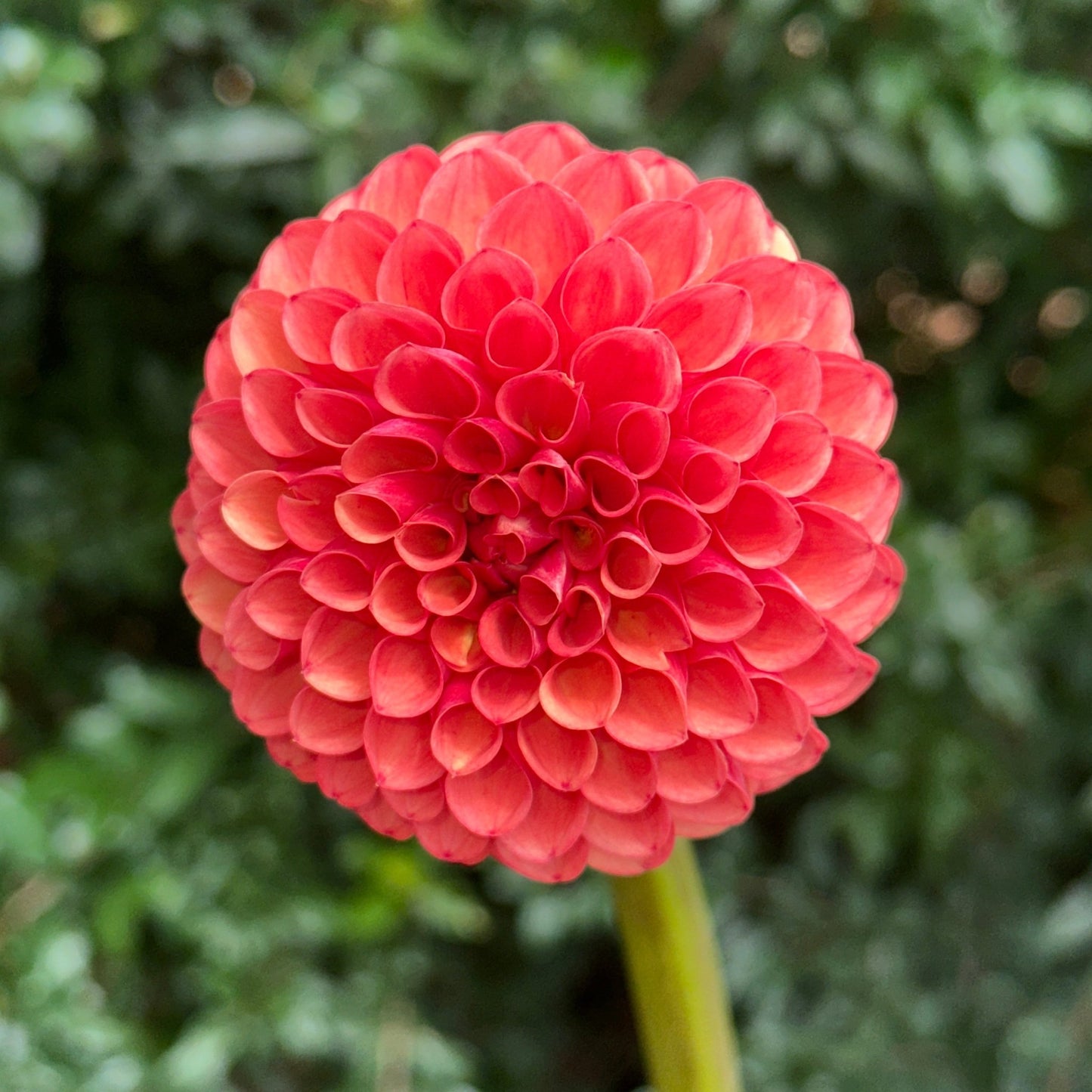 Valley Rust Bucket Dahlia (Limit 1 p.p) - Love Dahlias - south - africa - flower - bulbs