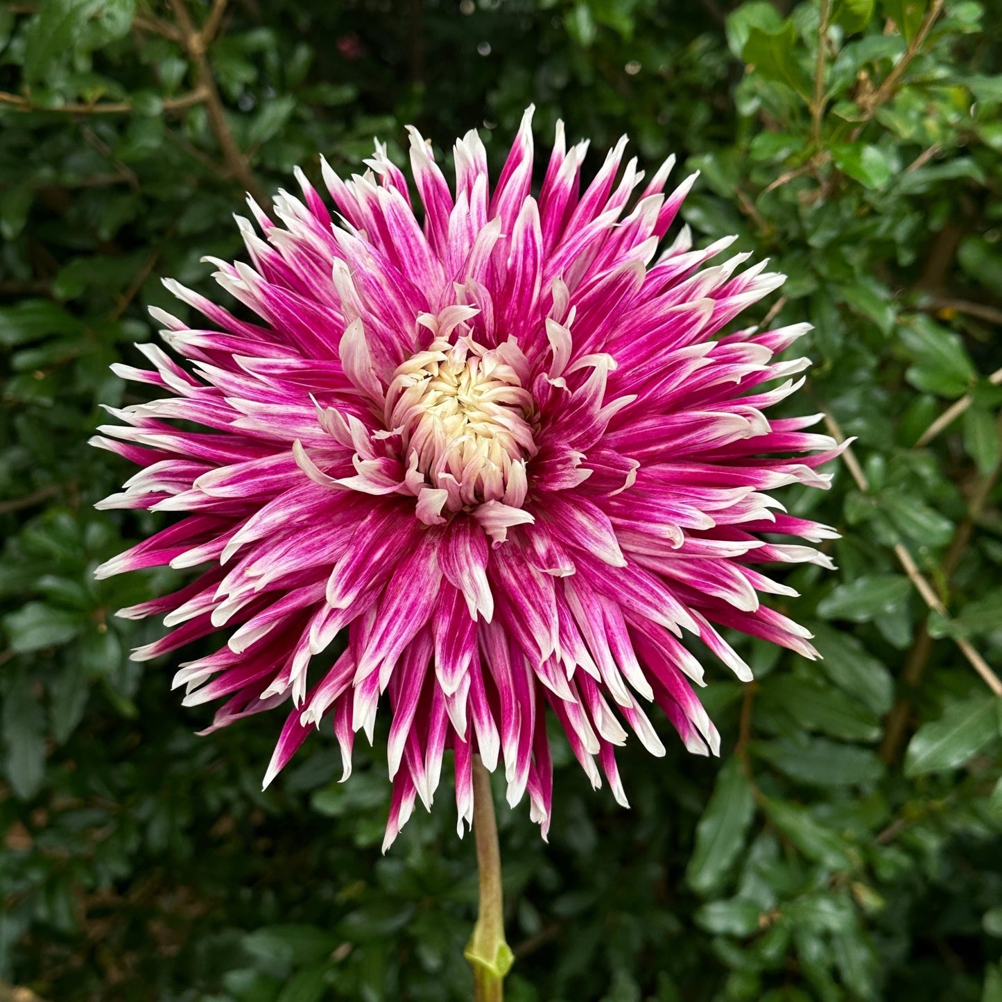 Vancouver Dahlia Tuber - Love Dahlias - south - africa - flower - bulbs