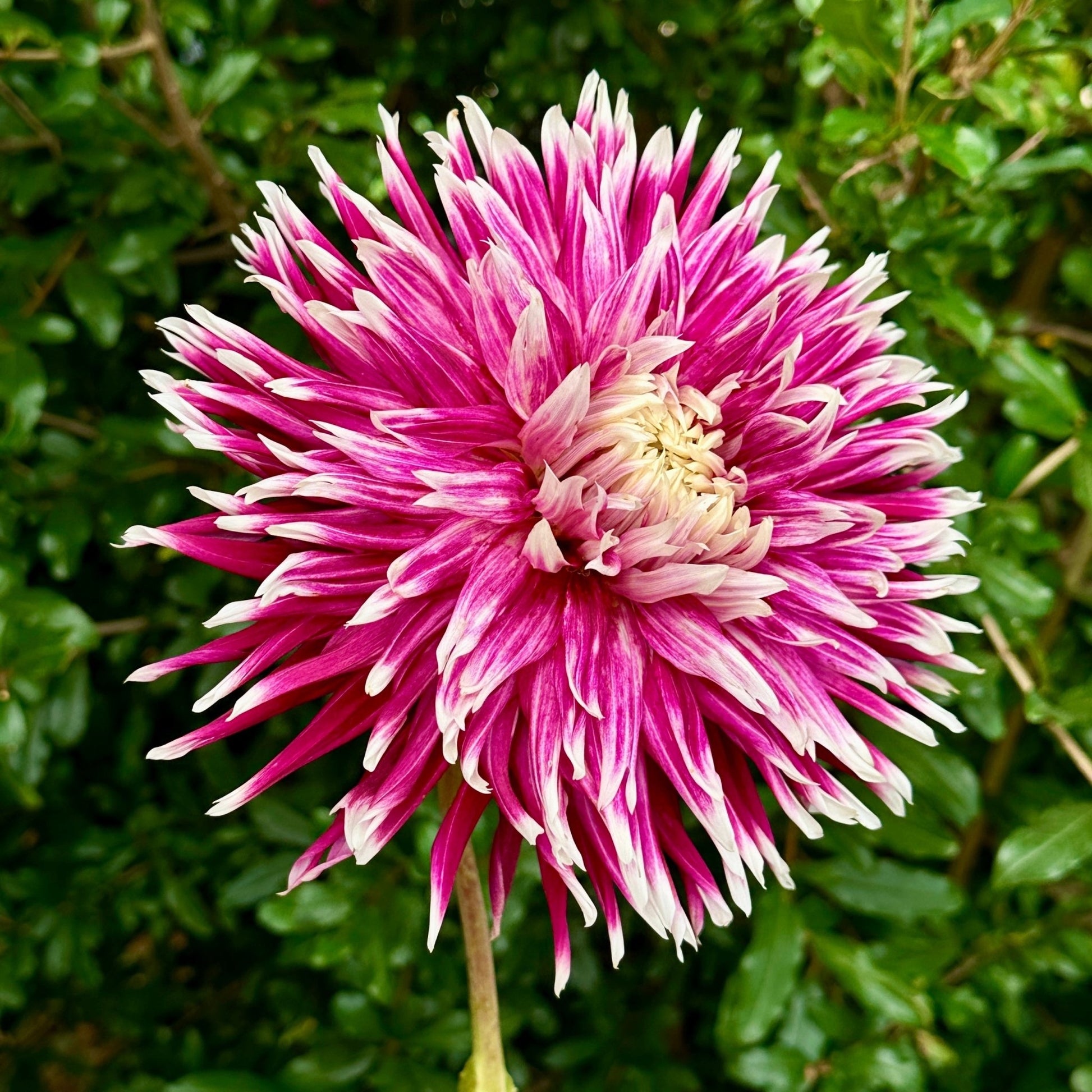 Vancouver Dahlia Tuber - Love Dahlias - south - africa - flower - bulbs