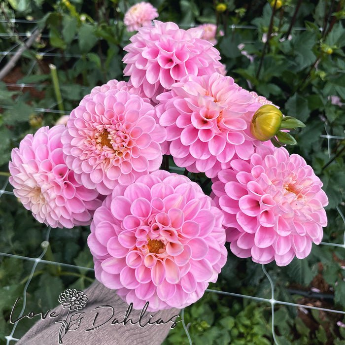 Veerle Dahlia Tuber - Love Dahlias - south - africa - flower - bulbs