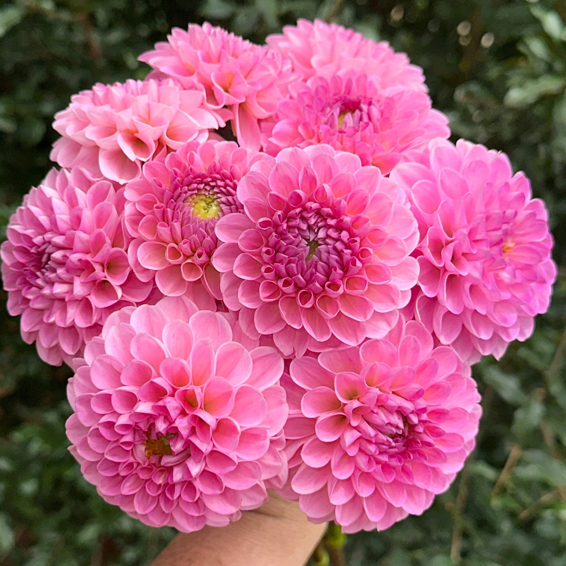 Veerle Dahlia Tuber - Love Dahlias - south - africa - flower - bulbs