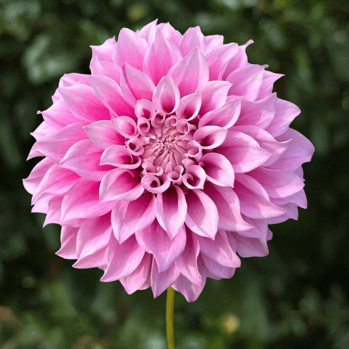Vera's Elma Dahlia Tuber | South Africa - Love Dahlias-south-africa-flower-bulbs