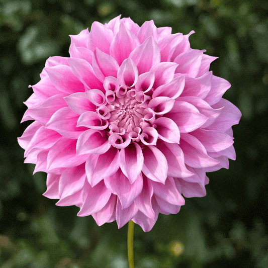 Vera's Elma Dahlia Tuber | South Africa - Love Dahlias-south-africa-flower-bulbs