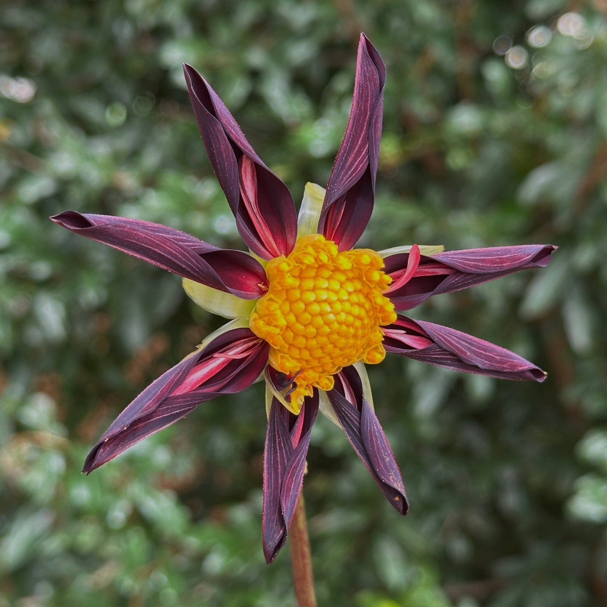 Verrone's Obsidian Dahlia Tuber - Love Dahlias - south - africa - flower - bulbs