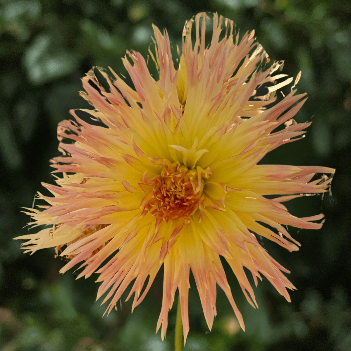 Villandry Dahlia Tuber | South Africa - Love Dahlias-south-africa-flower-bulbs