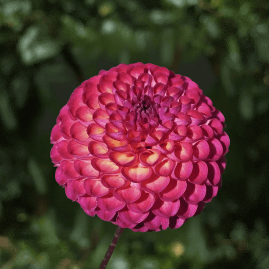 Vino Dahlia Tuber | South Africa - Love Dahlias-#south#-#africa#-#flower#-#bulbs#