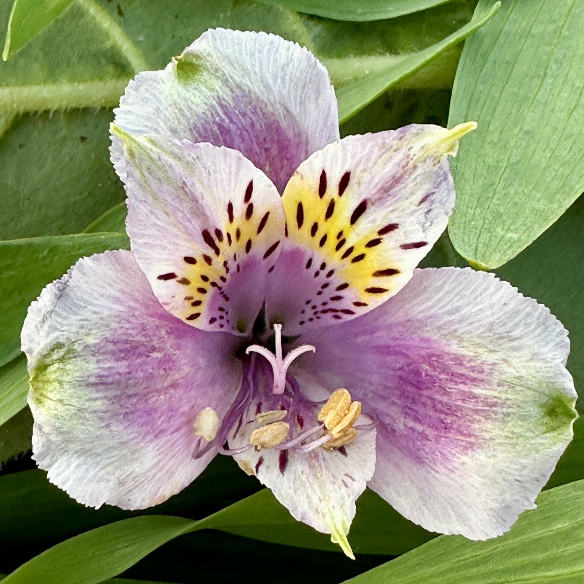 Violet Alstroemeria Plant (Inca Lily) - Love Dahlias - south - africa - flower - bulbs