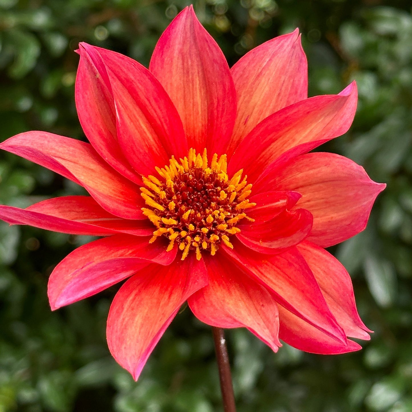 Waltzing Mathilda Dahlia Tuber - Love Dahlias - south - africa - flower - bulbs