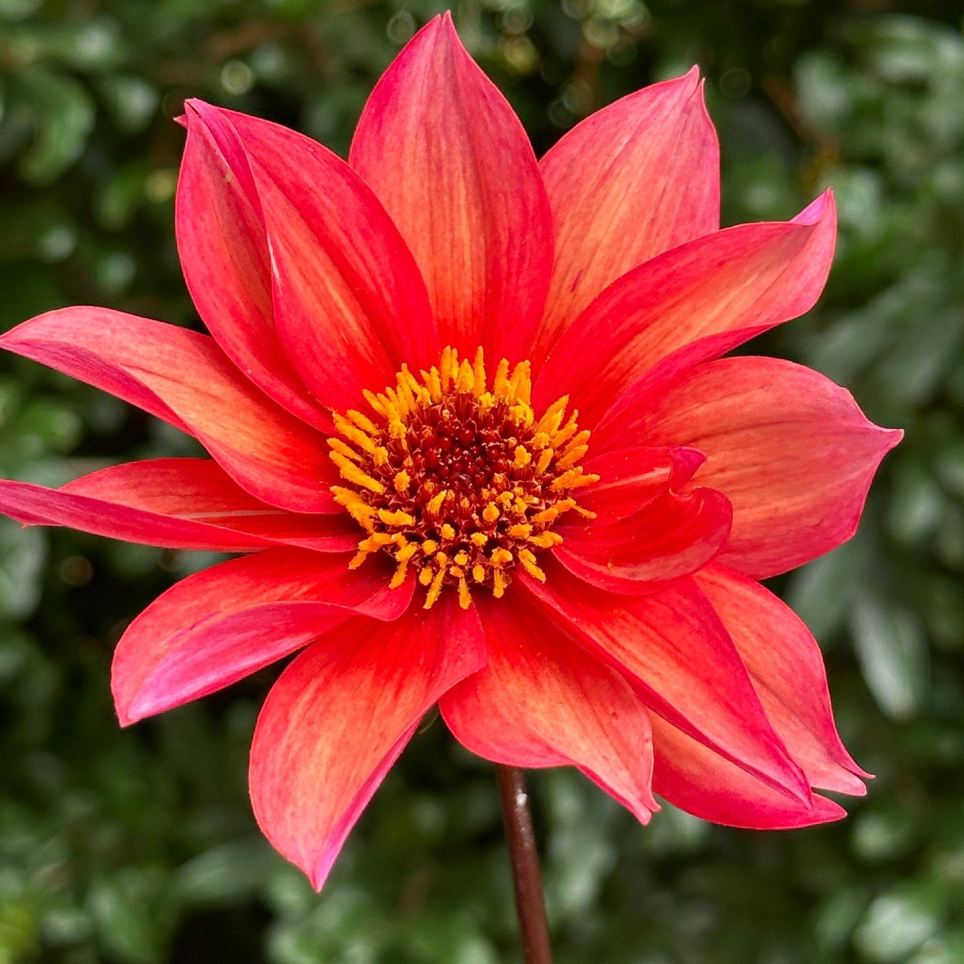 Waltzing Mathilda Dahlia Tuber - Love Dahlias - south - africa - flower - bulbs