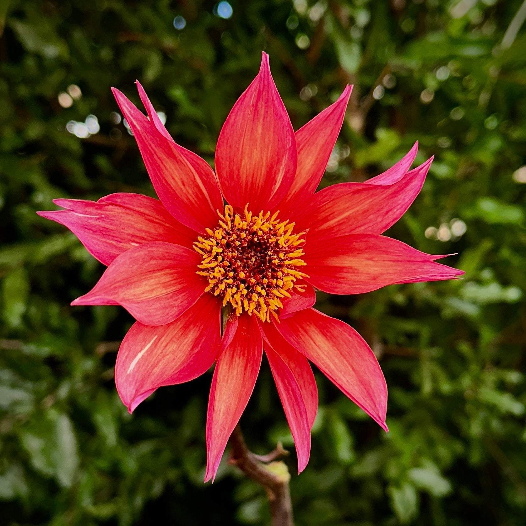 Waltzing Mathilda Dahlia Tuber - Love Dahlias - south - africa - flower - bulbs