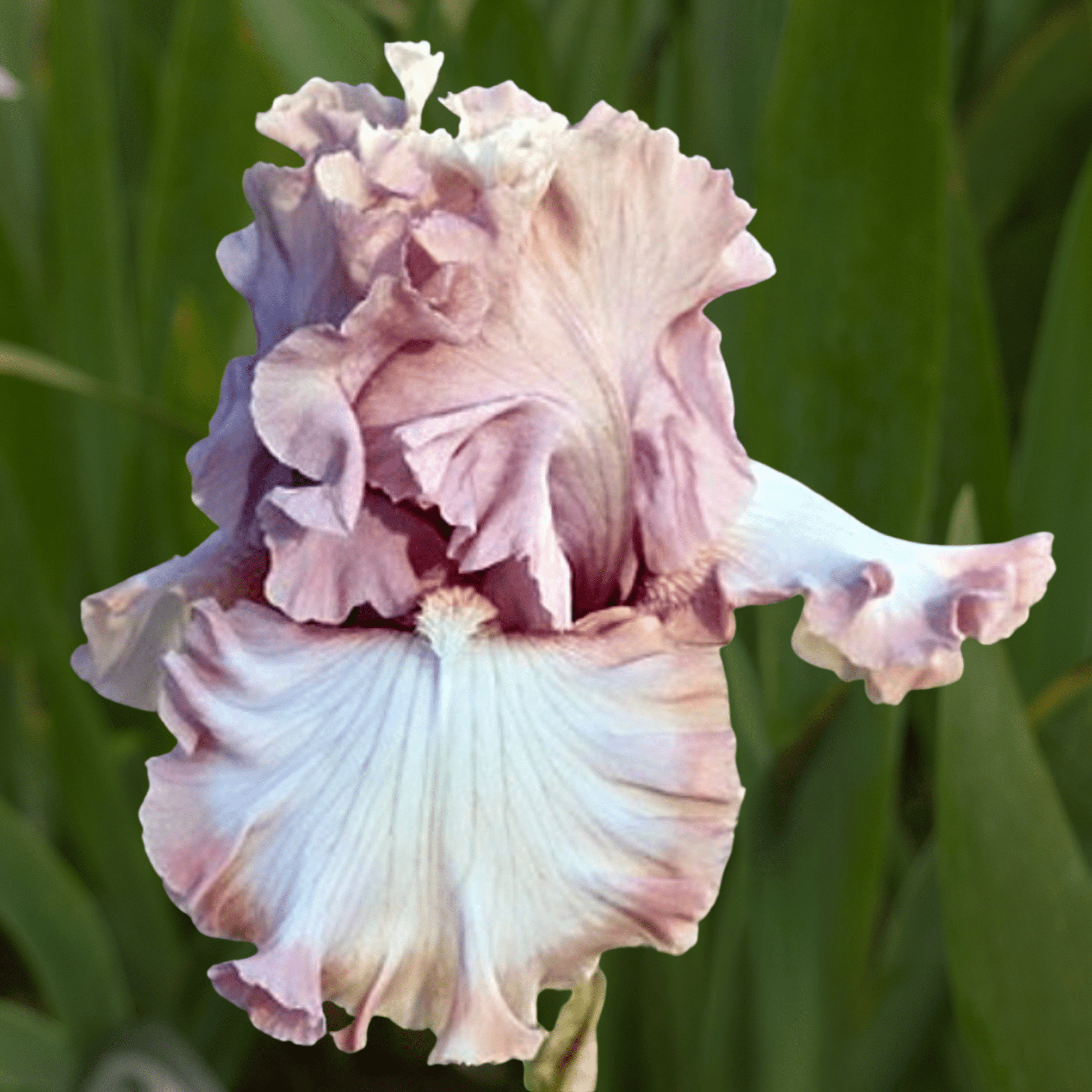 What a Beauty Bearded Iris (Coming in 2028) - Love Dahlias - south - africa - flower - bulbs